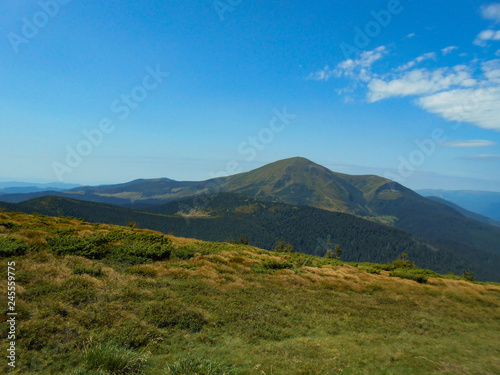 View from the Carpathian path to the top of the Goverla. Location of the Carpathians  Ukraine  Europe. Natural spruce forests in the Carpathians.