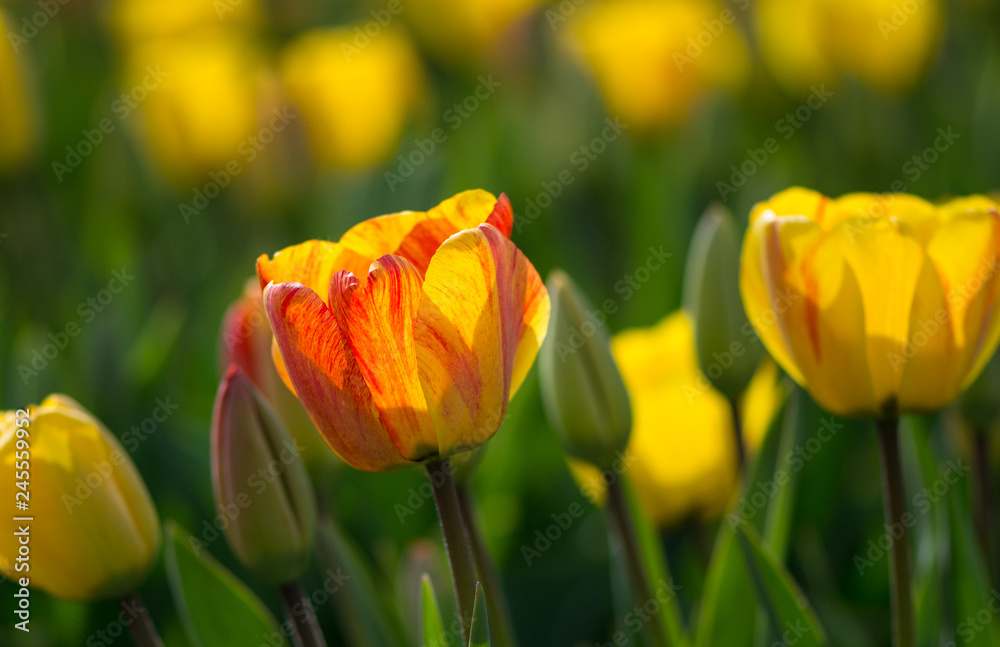 Red-yellow tulip in the field