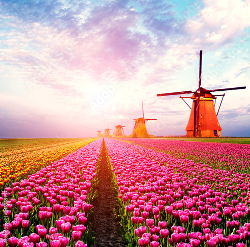 Beautiful magical spring landscape with a tulip field and windmills in the background of a cloudy sky in Holland at sunset. Charming places.