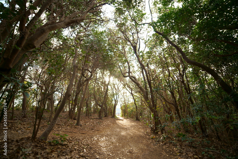 Deep Nature Forest(surrounded with tall trees) , Shimoda, Japan Deep Nature Forest(surrounded with tall trees) , Shimoda, Japan