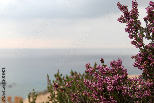 medicinal plant against the sea photo