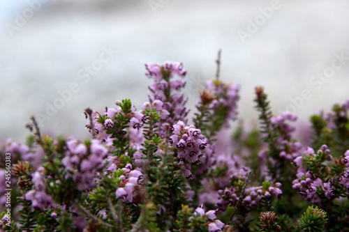 purple flowers for text