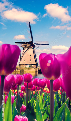 Beautiful magical spring landscape with a tulip field and windmills in the background of a cloudy sky in Holland. Charming places.