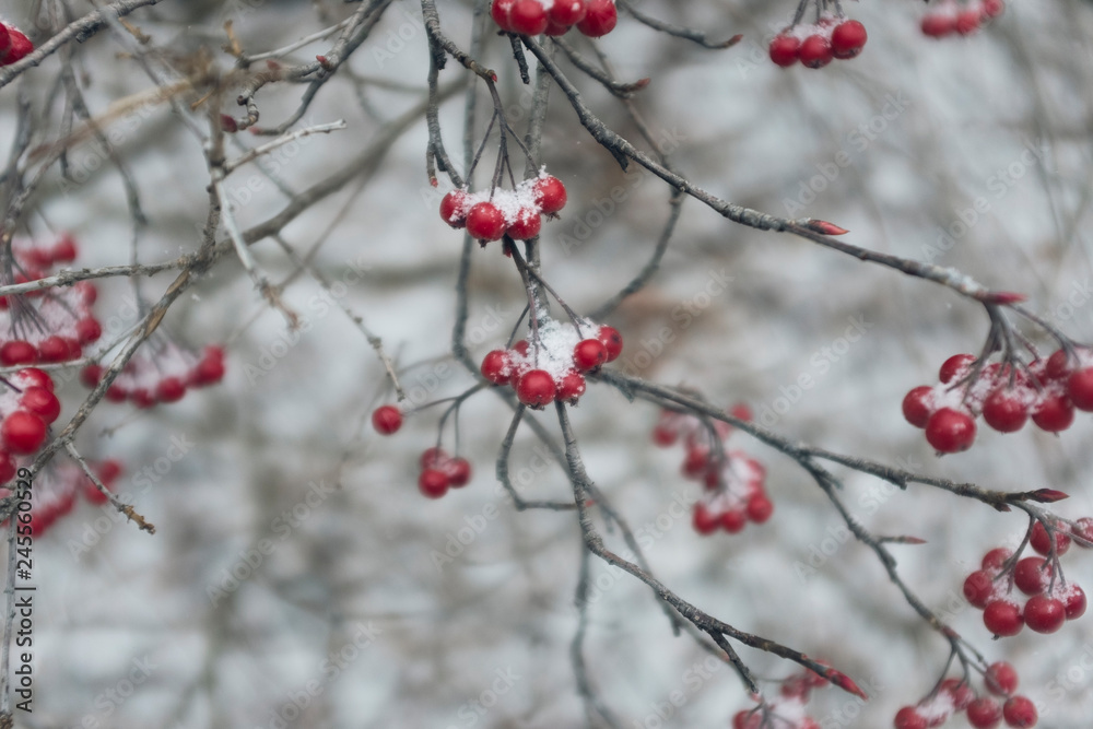 red berries in snow