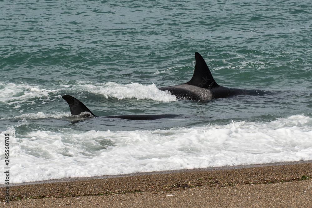 Fototapeta premium Orca attacking sea lions, Patagonia Argentina