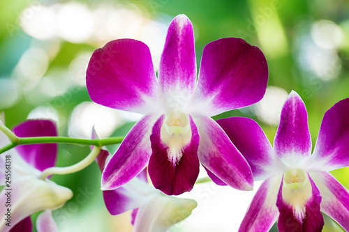 Close-up Pink orchid Dendrobium in the gaden.