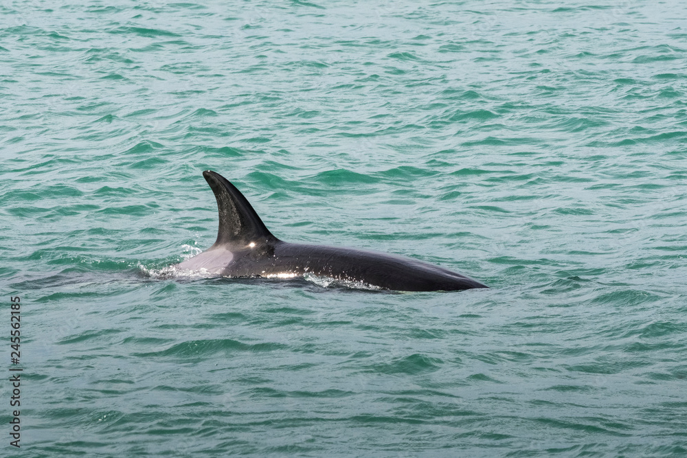 Fototapeta premium Orca attacking sea lions, Patagonia Argentina