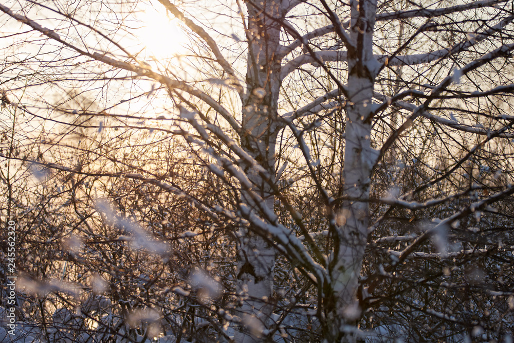 two birch trees covered with thick flakes of snow in the winter at sunset. Abstraction cold winter evening. for background two birch trees covered with thick flakes of snow in the winter at sunset. Abstraction cold winter evening. for background