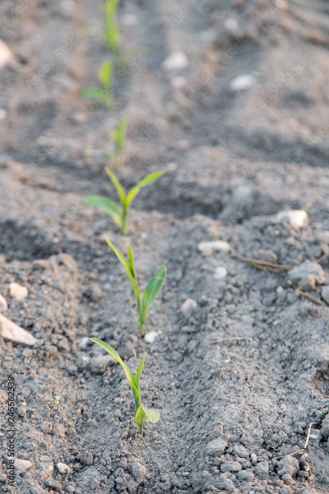 Young green corn growing on the field Young green corn growing on the field