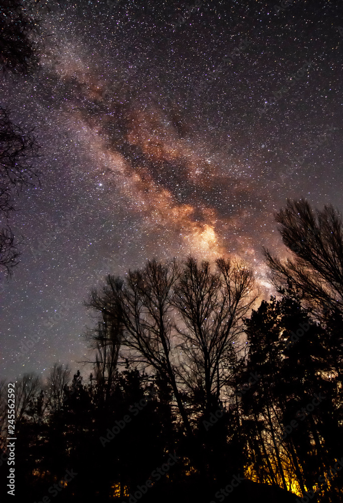 Beautiful starry sky. Milky way galaxy and trees.