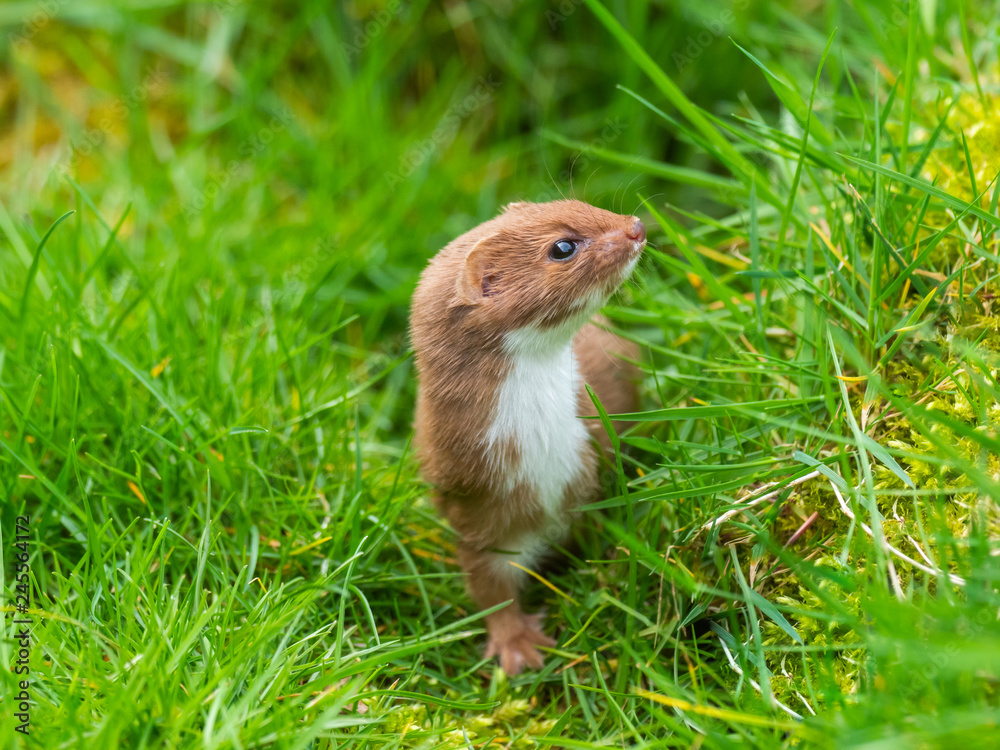 Weasel or Least weasel (mustela nivalis) Weasel or Least weasel (mustela nivalis)