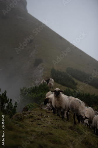 Schafherde am grasen photo