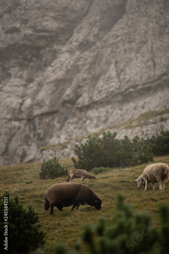 Schafherde am grasen photo