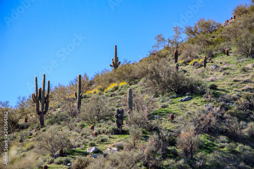 Saguaros on a clear spring day in Scottsdale © DCA88