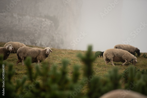 Schafherde am grasen photo