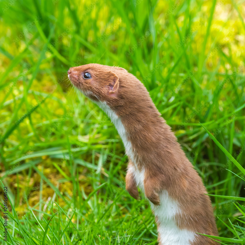 Weasel or Least weasel (mustela nivalis) Weasel or Least weasel (mustela nivalis)