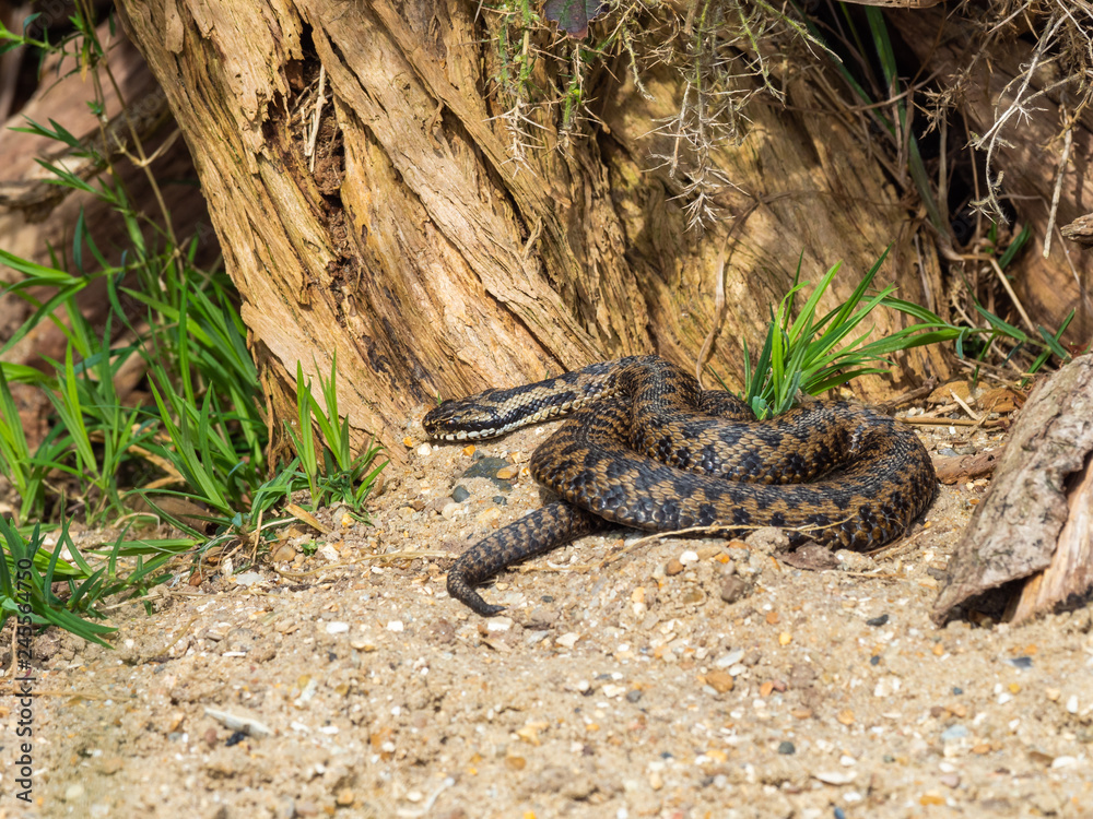 Naklejka premium Vipera berus, the common European adder or common European viper,