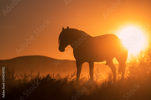 Wild Horse Silhouetted in a Utah Desert Sunset © natureguy