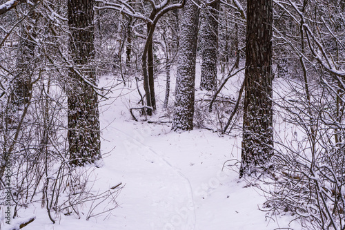 White snowy forest landscape, walking path and tree trunks covered in snow, winter season in a dutch woods scenery photo