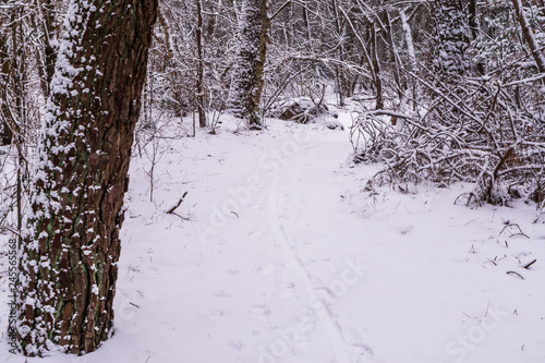 beautiful forest road covered in white snow, winter season in the woods, dutch forest landscape photo