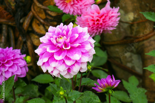 Blooming purple flower on blurred background