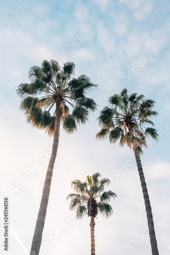 Palm trees in Barcelona  Spain