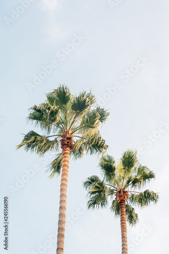 Palm trees in Barcelona, Spain