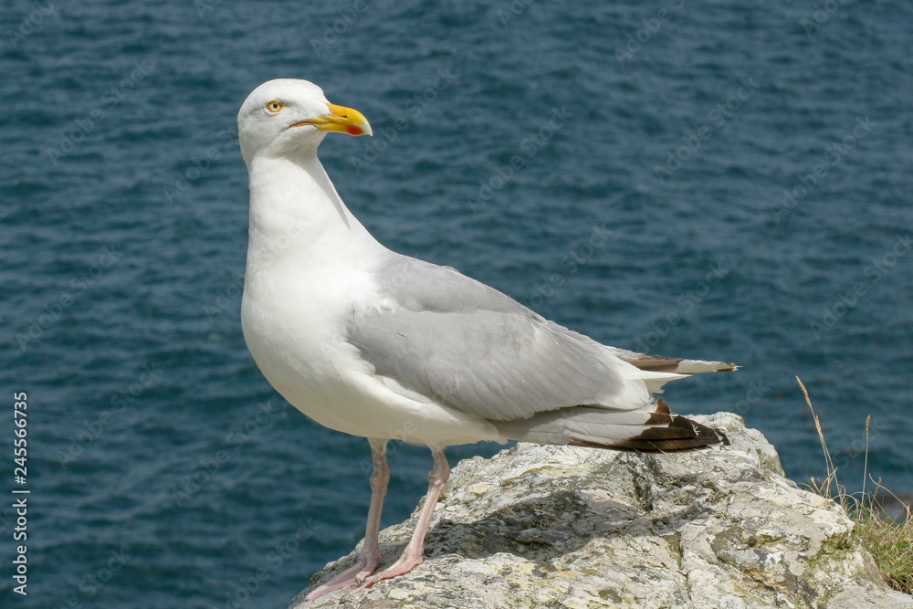 Fototapeta premium Seagull in Brittany France