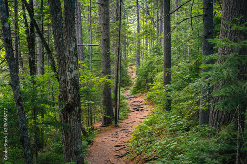 A trail in a lush forest along the Kancamagus Highway, in White Mountain National Forest, New Hampshire