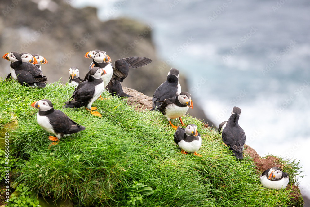 Puffins at the Faroe Islands, wild Europe. Mykines Island