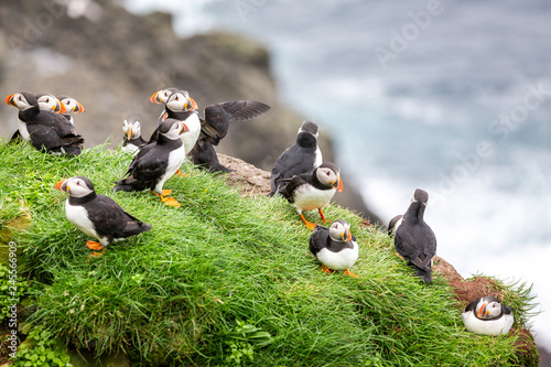 Obraz na płótnie Puffins at the Faroe Islands, wild Europe. Mykines Island w salonie