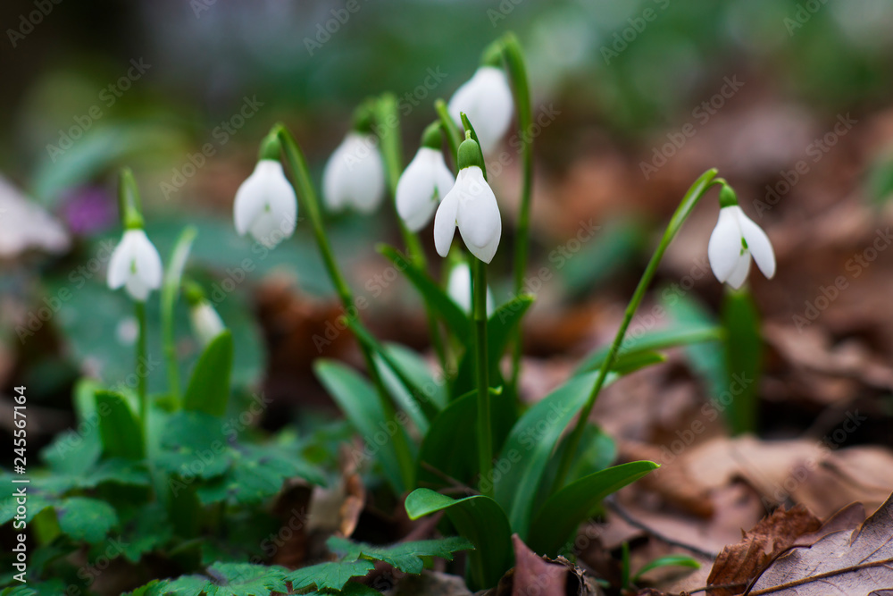 snowdrops in spring forest. first flowers pattern snowdrops in spring forest. first flowers pattern