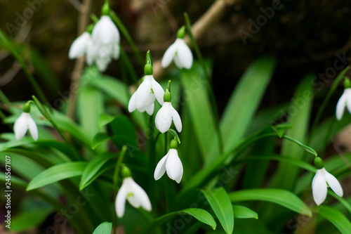 snowdrops in spring forest. first flowers pattern