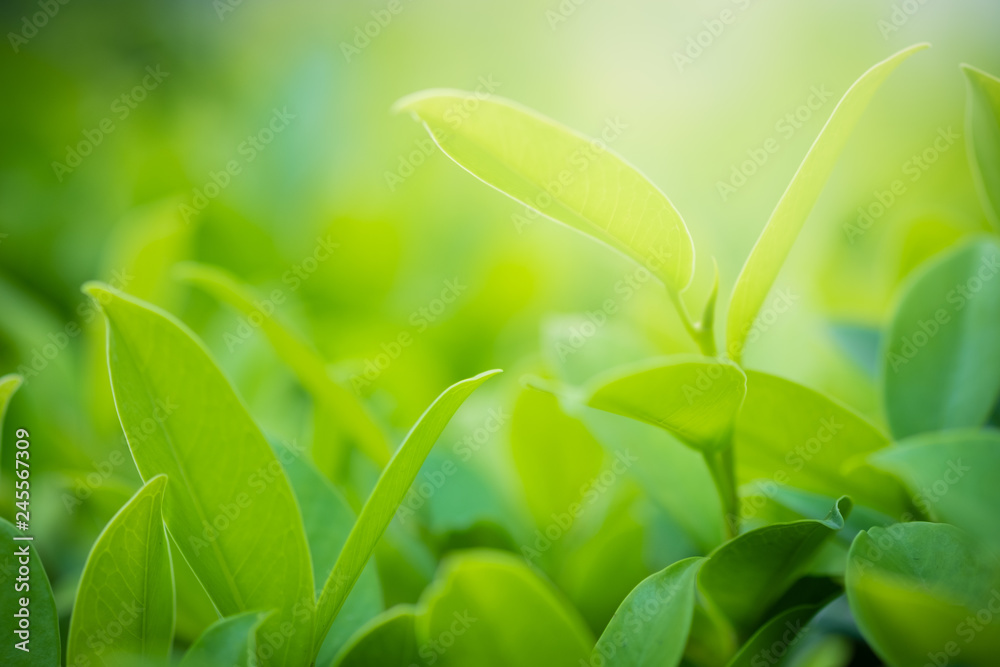 Close up beautiful view of nature green leaves on blurred greenery tree background with sunlight in public garden park. It is landscape ecology and copy space for wallpaper and backdrop. Close up beautiful view of nature green leaves on blurred greenery tree background with sunlight in public garden park. It is landscape ecology and copy space for wallpaper and backdrop.