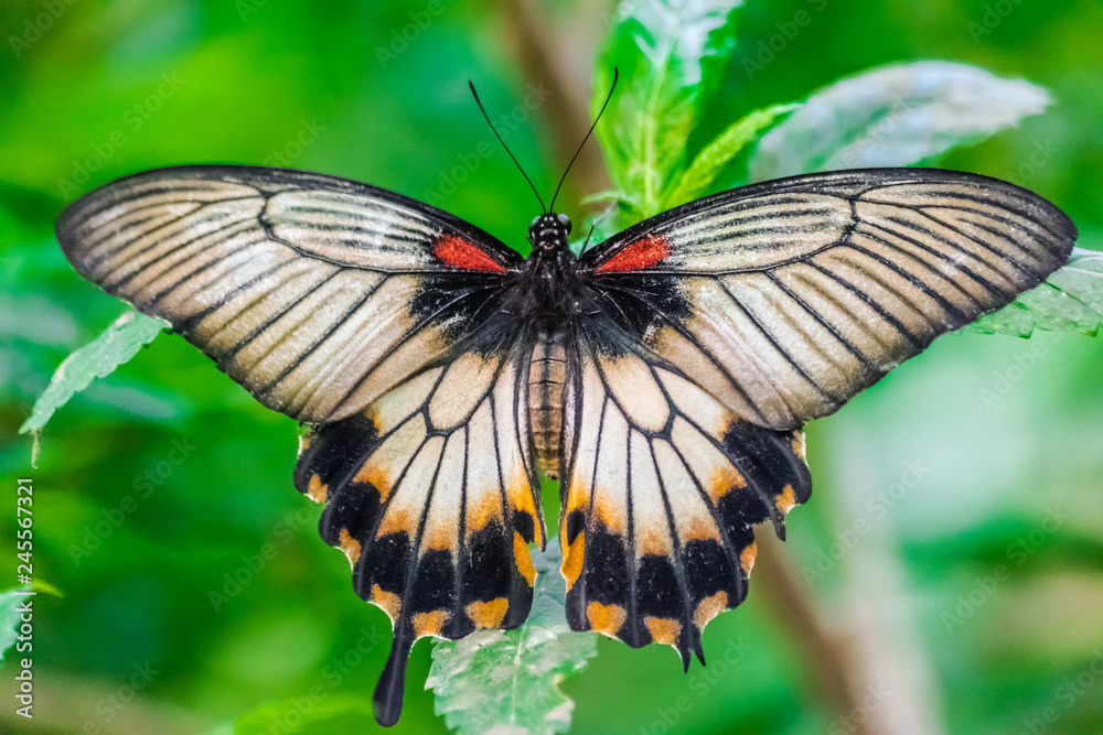 Fototapeta premium Great Mormon butterfly (Papilio memnon), with open wings, and green vegetation background