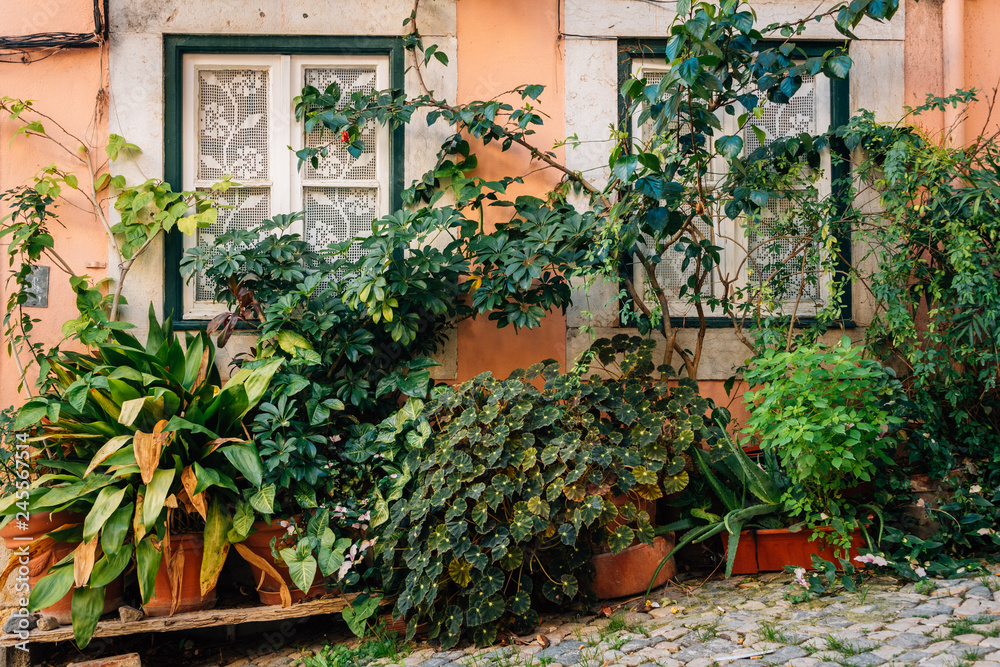 Plants outside a house in Alfama, Lisbon, Portugal