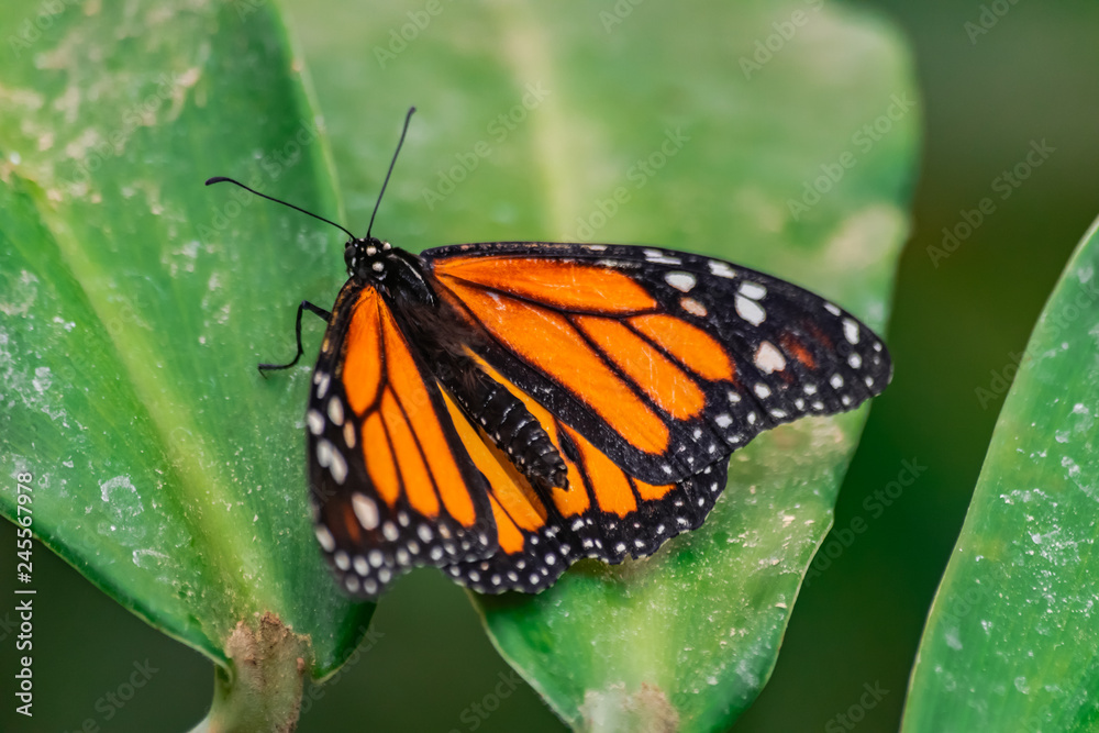 Fototapeta premium Monarch butterfly (Danaus plexippus), with open wings on a green leaf