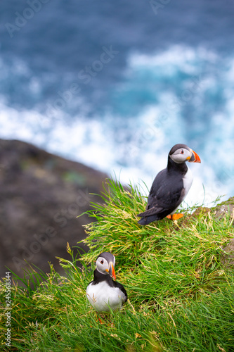 Obraz na płótnie Puffins at the Faroe Islands, wild Europe. Mykines Island w salonie