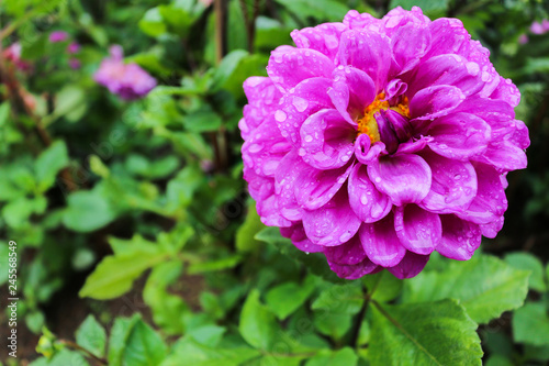 Blooming Pink flower on blurred background