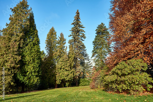 autumn trees in parkland
