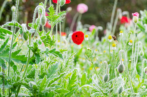 Fototapeta Naklejka Na Ścianę i Meble -  fresh red poppy with green leaves background