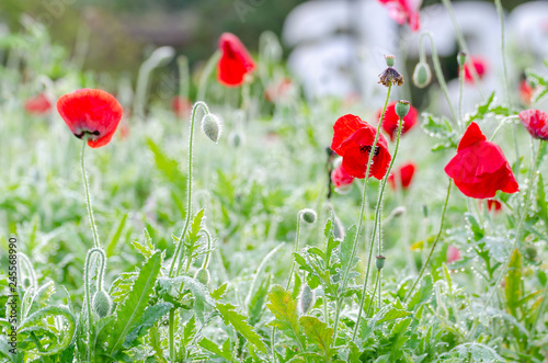 Fototapeta Naklejka Na Ścianę i Meble -  fresh red poppy with green leaves background