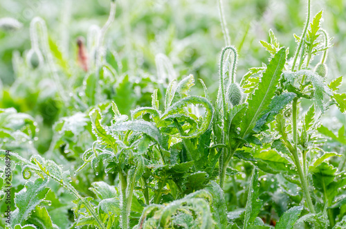 Fototapeta Naklejka Na Ścianę i Meble -  fresh green leaves with dew drop of poppy flower
