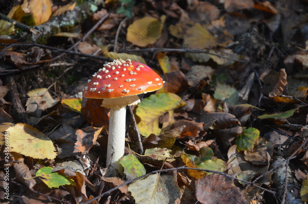 Amanite tue-mouches (Amanita muscaria) Amanite tue-mouches (Amanita muscaria)