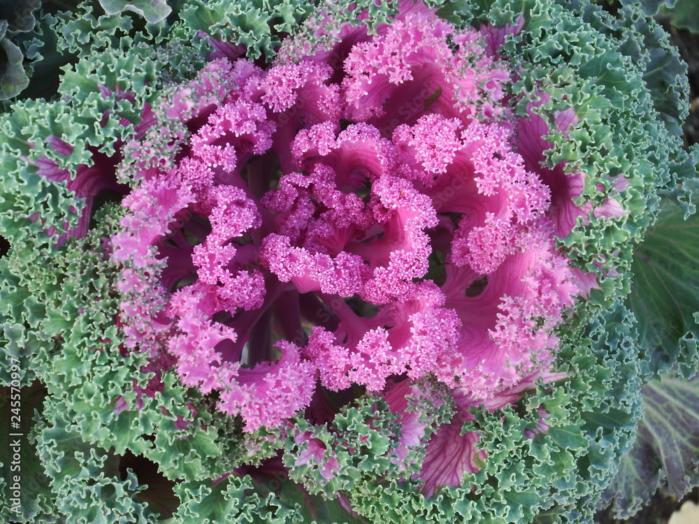 exotic cabbage variety