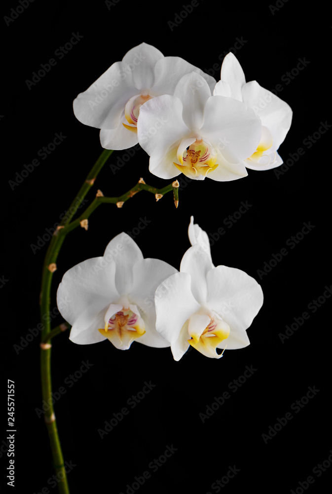 Obraz premium Kwiaty orchidei na banch na białym na czarnym tle.