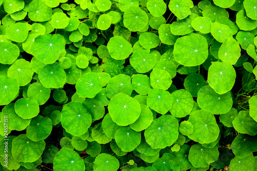 Green leaves background