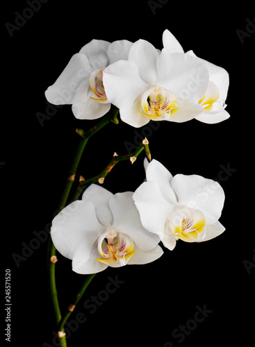 Orchids flowers on banch isolated on black background.