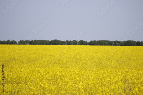 yellow field