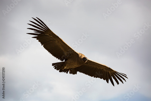 Andean Condor flying over the Colca Canyon in Peru